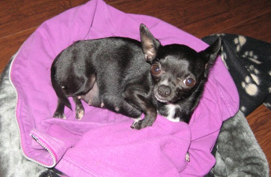 Olive_expecting Pregnant Olive! Here she is lying on one of Marla's sweaters