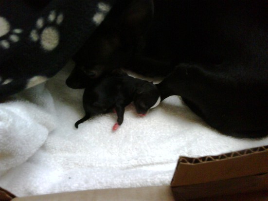 This puppy is the first one I saw.  I love her!