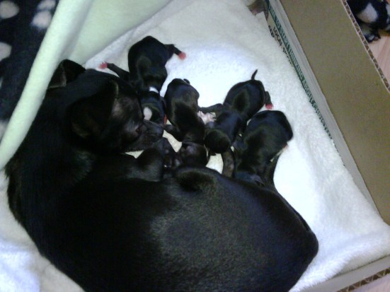 Olive and her 4 puppies