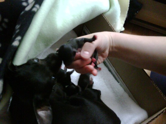 Olive watches Marla as she holds one of the puppies